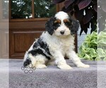 Small #1 Cavapoo (Miniature)