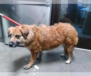 Golden Retriever-Unknown Mix Dogs for adoption in Tulsa, OK, USA