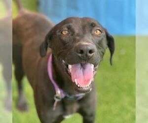 Labrador Retriever-Unknown Mix Dogs for adoption in San Diego, CA, USA