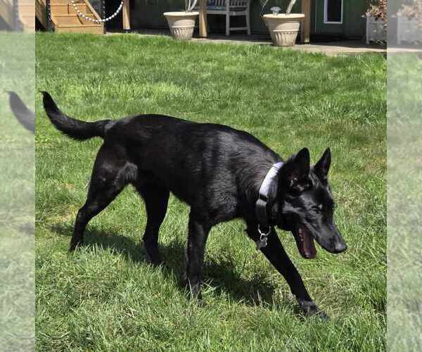 Medium Photo #6 Mutt Puppy For Sale in Imlay City, MI, USA
