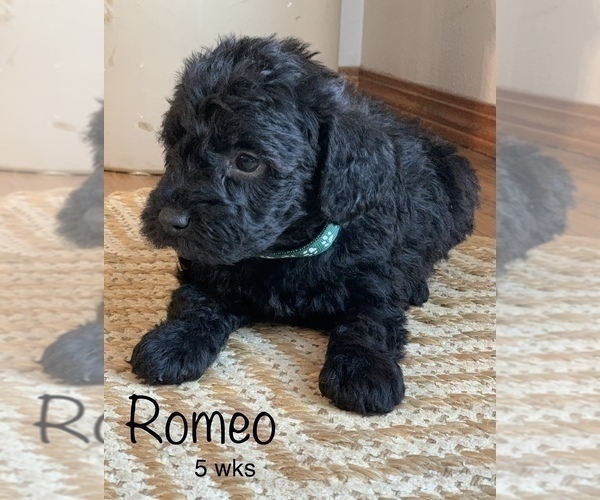 Full screen Photo #4 Schnoodle (Miniature) Puppy For Sale in LARCHWOOD, IA, USA