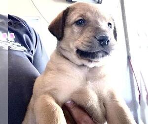 German Shepherd Dog-Unknown Mix Dogs for adoption in Houston, TX, USA