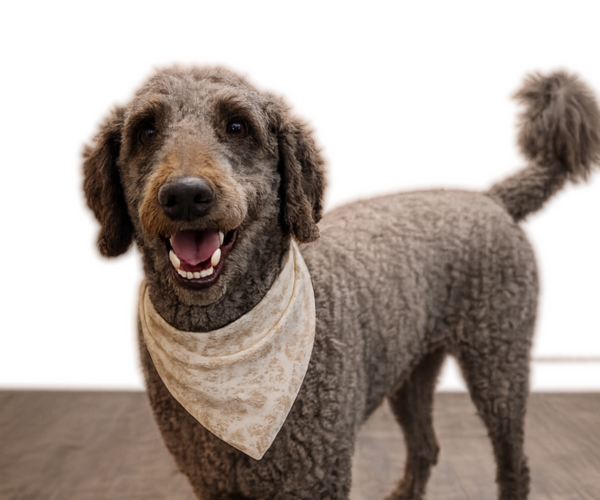 Medium Photo #1 Goldendoodle mix (+ Poodle Standard) Puppy For Sale in ANDERSON, SC, USA