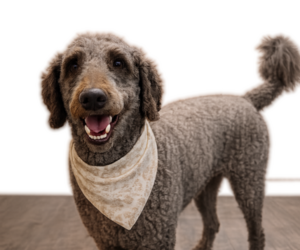 Father of the Goldendoodle mix (+ Poodle Standard) puppies born on 08/02/2026