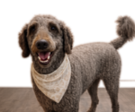 Small Photo #1 Goldendoodle mix (+ Poodle Standard) Puppy For Sale in ANDERSON, SC, USA