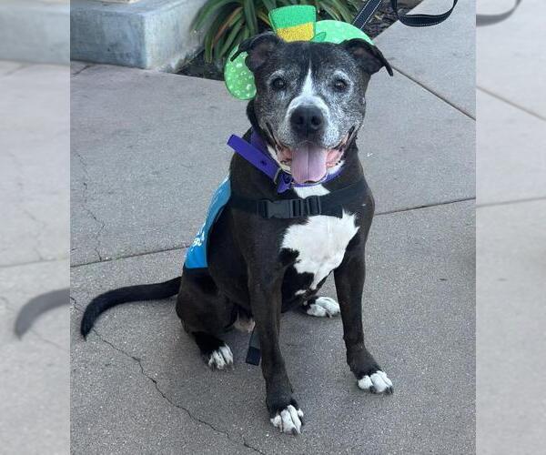 Medium Photo #3 Mutt Puppy For Sale in Santa Maria, CA, USA