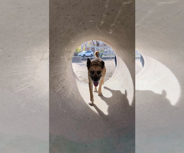 Medium Photo #9 German Shepherd Dog-Unknown Mix Puppy For Sale in Sandy, UT, USA