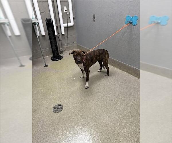 Medium Photo #1 American Pit Bull Terrier-Labrador Retriever Mix Puppy For Sale in Las Vegas, NV, USA