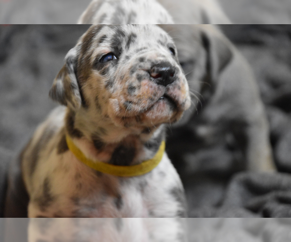 Medium Photo #6 Great Dane Puppy For Sale in DANIELSON, CT, USA