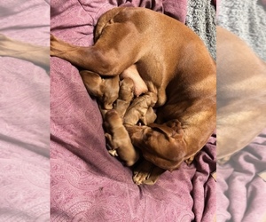 Mother of the Vizsla puppies born on 04/26/2021