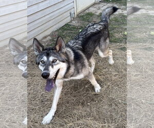 261610  Balto - Male Gerberian Shepsky Dog for Adoption - Photo #3