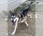Small Photo #3 Gerberian Shepsky Puppy For Sale in Wetumpka, AL, USA