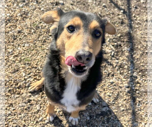 Medium Photo #4 English Shepherd-Unknown Mix Puppy For Sale in Anniston, AL, USA