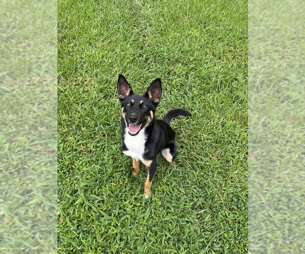 Medium Photo #7 German Shepherd Dog Puppy For Sale in Brewster, NY, USA