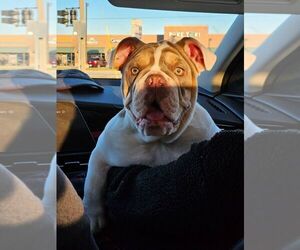 Mother of the English Bulldog puppies born on 07/18/2025