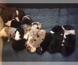 Australian Shepherd Puppy for sale in JURUPA VALLEY, CA, USA