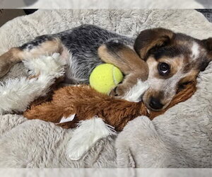 Mutt Dogs for adoption in Warrenton, VA, USA