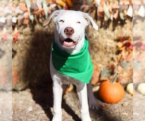 American Staffordshire Terrier-Unknown Mix Dogs for adoption in San Antonio, TX, USA