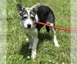 Small #3 Huskies  Mix