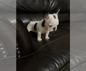 French Bulldog Puppy for sale in PHOENIX, AZ, USA