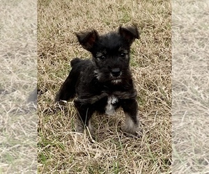 Schnauzer (Miniature) Puppy for sale in BELDEN, MS, USA