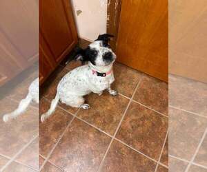 Mutt Dogs for adoption in Martinsburg, WV, USA