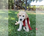 Small Photo #27 Labradoodle Puppy For Sale in DURHAM, CA, USA