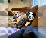 Small #17 Black Mouth Cur-German Shepherd Dog Mix