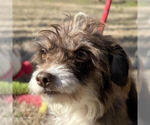 Mutt Dogs for adoption in Yardley, PA, USA