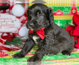 Goldendoodle Puppy for sale in LANCASTER, PA, USA