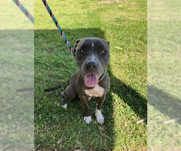 Medium Photo #1 American Staffordshire Terrier Puppy For Sale in Tallahassee, FL, USA