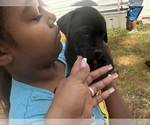 Small #24 Cane Corso-Rottweiler Mix