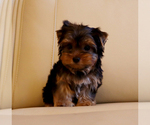 Small #1 Yorkshire Terrier