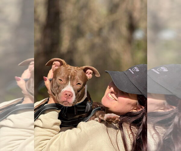 Medium Photo #6 Mutt Puppy For Sale in Wenonah, NJ, USA