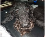 Small #1 Poodle (Standard)