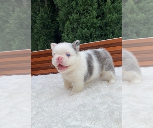 Medium Photo #5 French Bulldog Puppy For Sale in SAN DIEGO, CA, USA