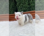 Small #4 French Bulldog