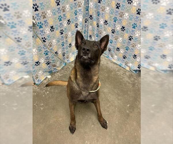 Medium Photo #1 Mutt Puppy For Sale in Rosenberg, TX, USA