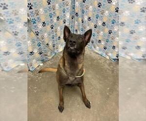 Mutt Dogs for adoption in Rosenberg, TX, USA