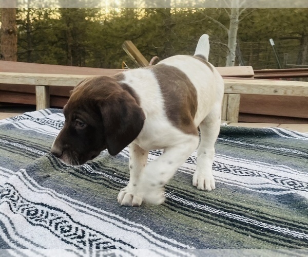 Medium Photo #20 German Shorthaired Pointer Puppy For Sale in WOODLAND PARK, CO, USA