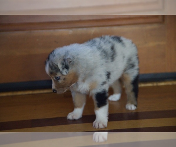 Medium Photo #5 Australian Shepherd Puppy For Sale in GREER, SC, USA