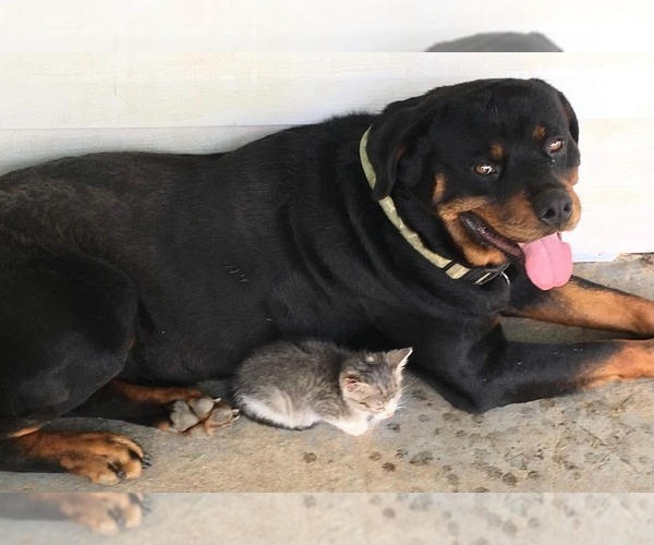 Medium Photo #1 Rottweiler Puppy For Sale in SHELL KNOB, MO, USA