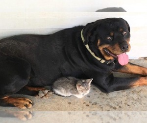 Father of the Rottweiler puppies born on 11/22/2025