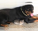 Small Photo #1 Rottweiler Puppy For Sale in SHELL KNOB, MO, USA
