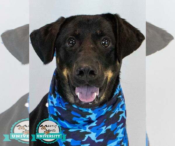 Medium Photo #1 Labrador Retriever-Unknown Mix Puppy For Sale in Kennesaw, GA, USA