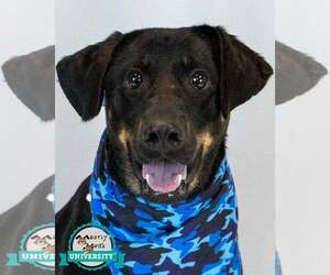 Labrador Retriever-Unknown Mix Dogs for adoption in Kennesaw, GA, USA
