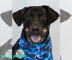 Small Labrador Retriever Mix