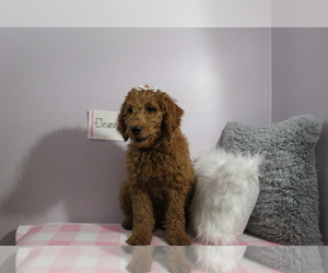 Goldendoodle-Poodle (Standard) Mix Dog for Adoption in EVART, Michigan USA