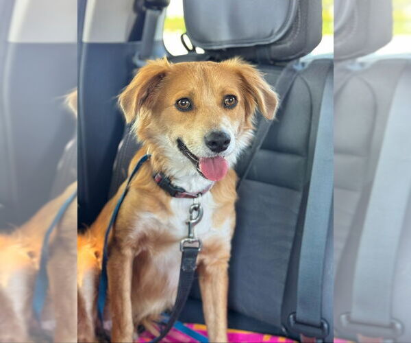 Medium Photo #2 Border Collie-Retriever  Mix Puppy For Sale in Lake Forest, CA, USA