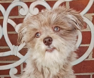 Havanese Puppy for sale in WINSTON SALEM, NC, USA